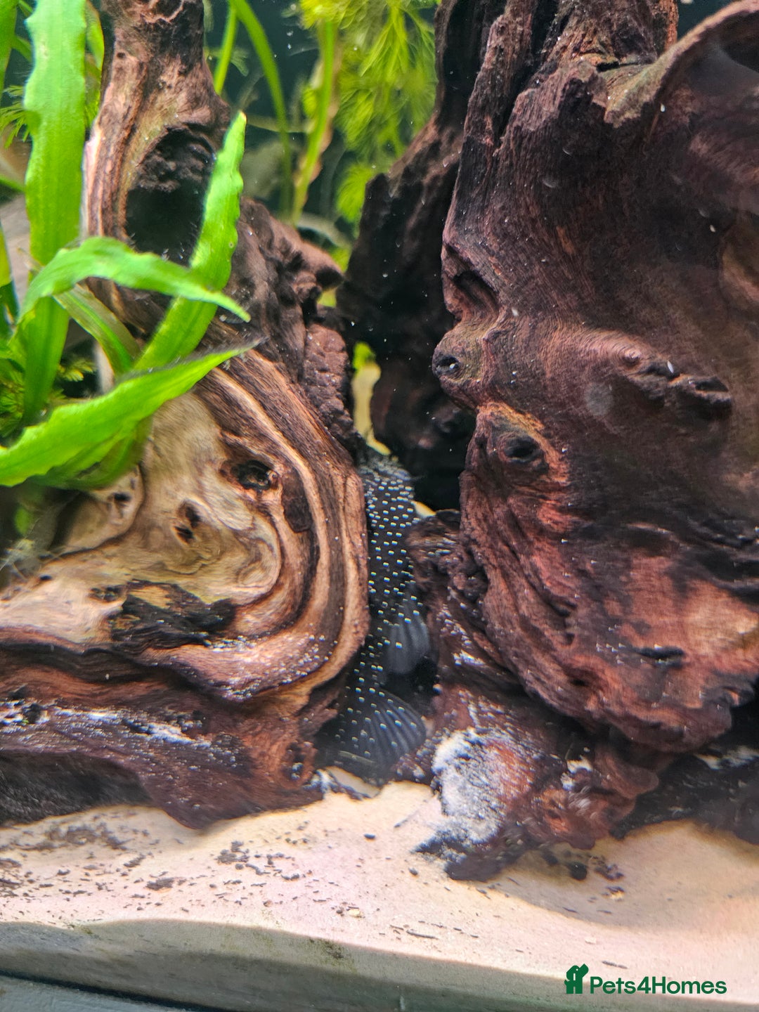 Plecos fish for sale: Sterlight placo 6 fish group 2 pairs breading  - Advert 4