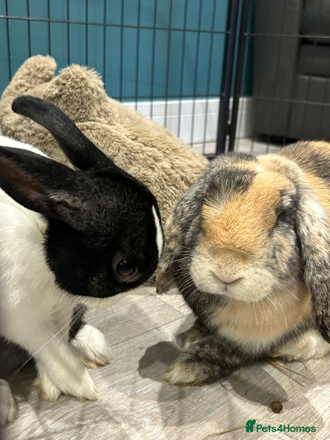 Rex rabbits for sale: Rex & Lop rabbits  - Advert 7