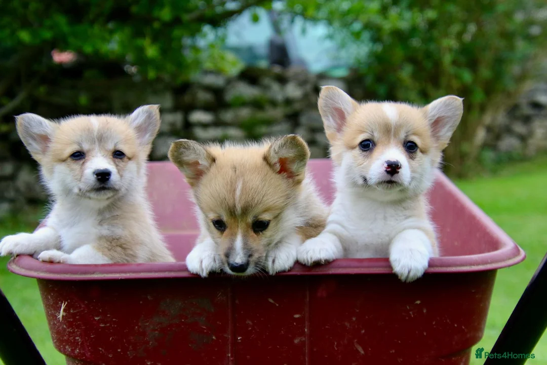 Welsh Corgi Pembroke dogs for sale: Pembroke corgi pups - Advert 1