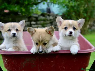 Welsh Corgi Pembroke dogs Pembroke corgi pups - Advert 9