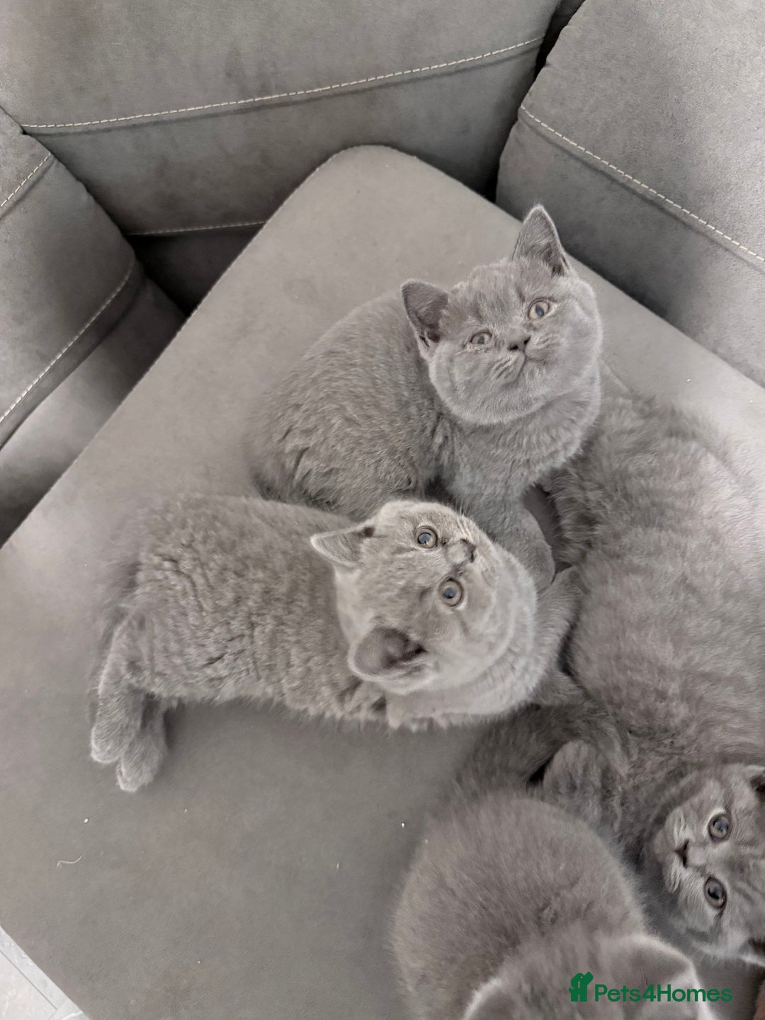 British Shorthair cats for sale: Full pedigree. Bsh kittens  - Advert 5