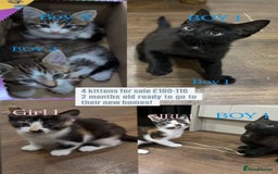 Mixed Breed cats for sale: 2 month old kittens ready for their forever homes  - Image 9