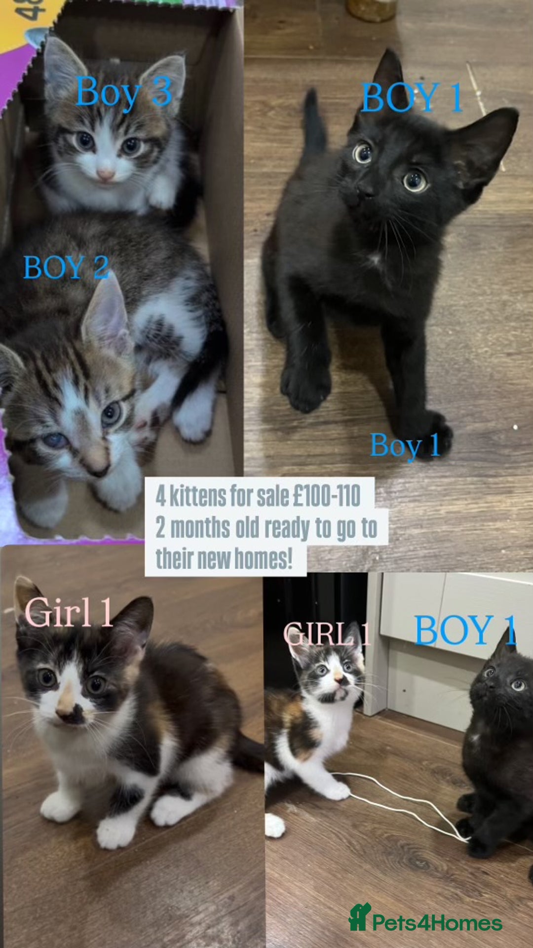 Mixed Breed cats for sale: 2 month old kittens ready for their forever homes  - Image 9