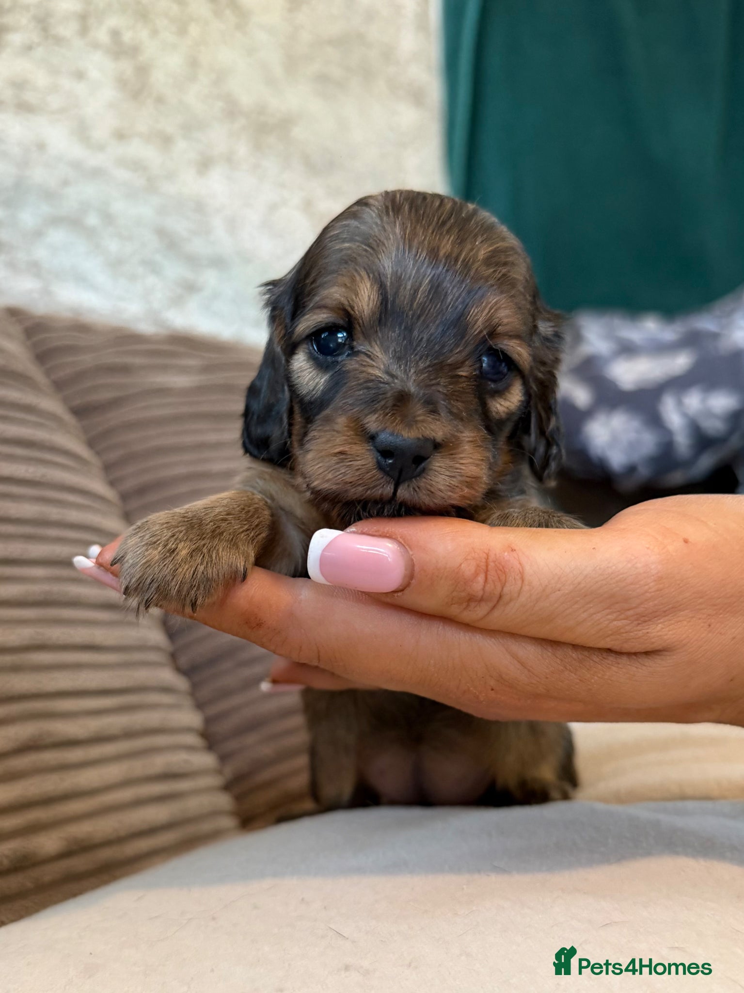 Miniature Dachshund dogs for sale: Miniature longhaired dachshunds  - Advert 15