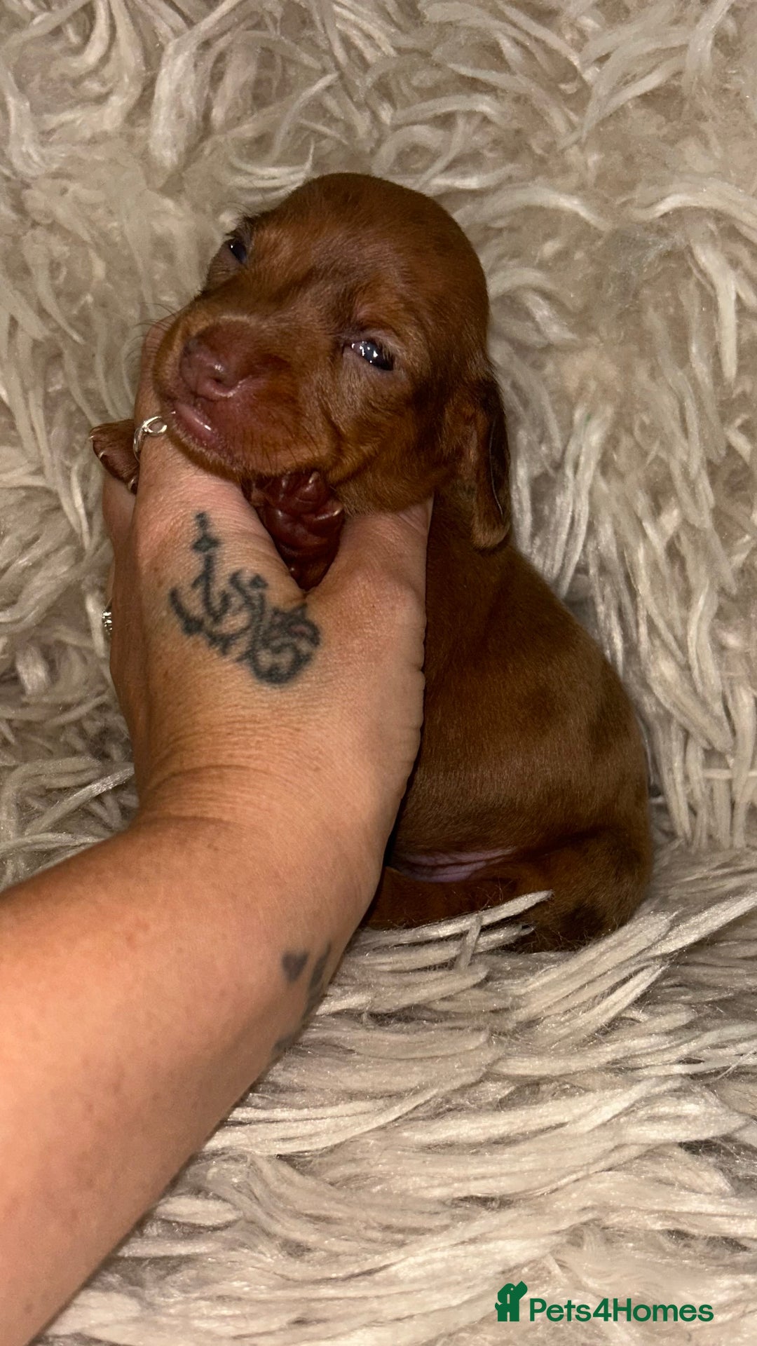 Miniature Dachshund dogs for sale: Kc true miniature dachshund  - Image 6