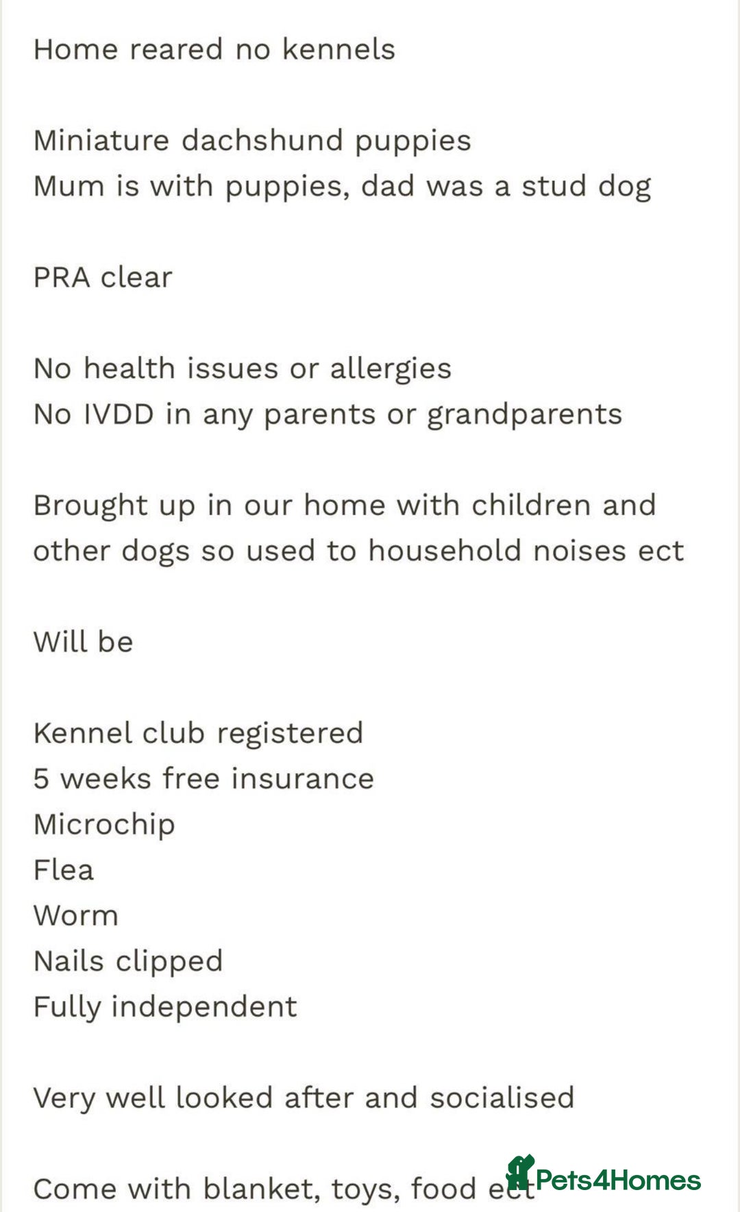 Dachshund dogs for sale: Male dachshund puppy for sale - Advert 3