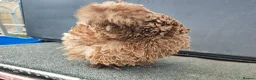 Chickens poultry for sale: USA silkie chicks/ hatching eggs CPQ quails - Advert 25