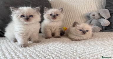 Ragdoll cats - Advert 9