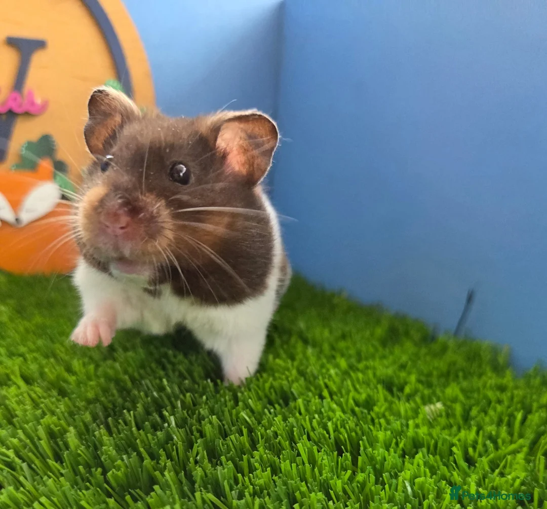 Hamster rodents for sale: Syrian Hamster Female Pedigree Well Handled - Advert 1