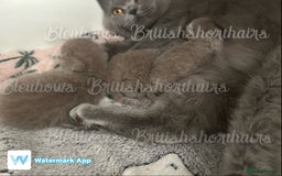 British Shorthair cats for sale: Gccf Bsh Lilac Babies - Image 6