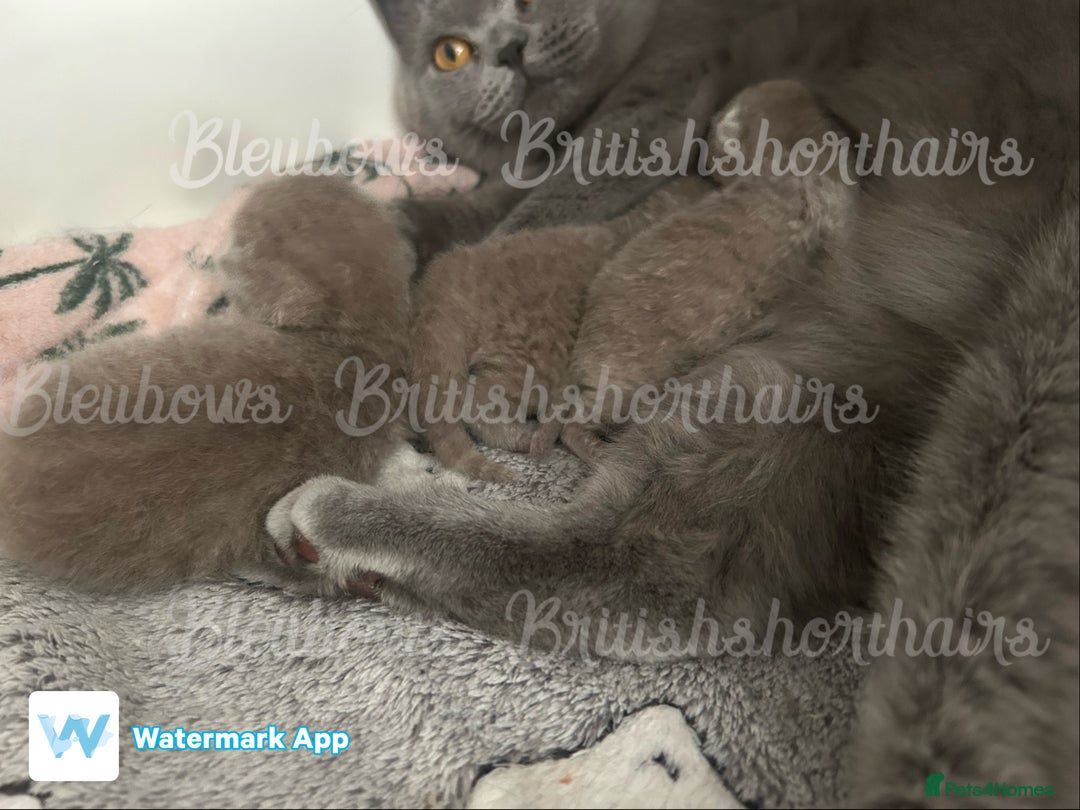 British Shorthair cats for sale: Gccf Bsh Lilac Babies - Image 6