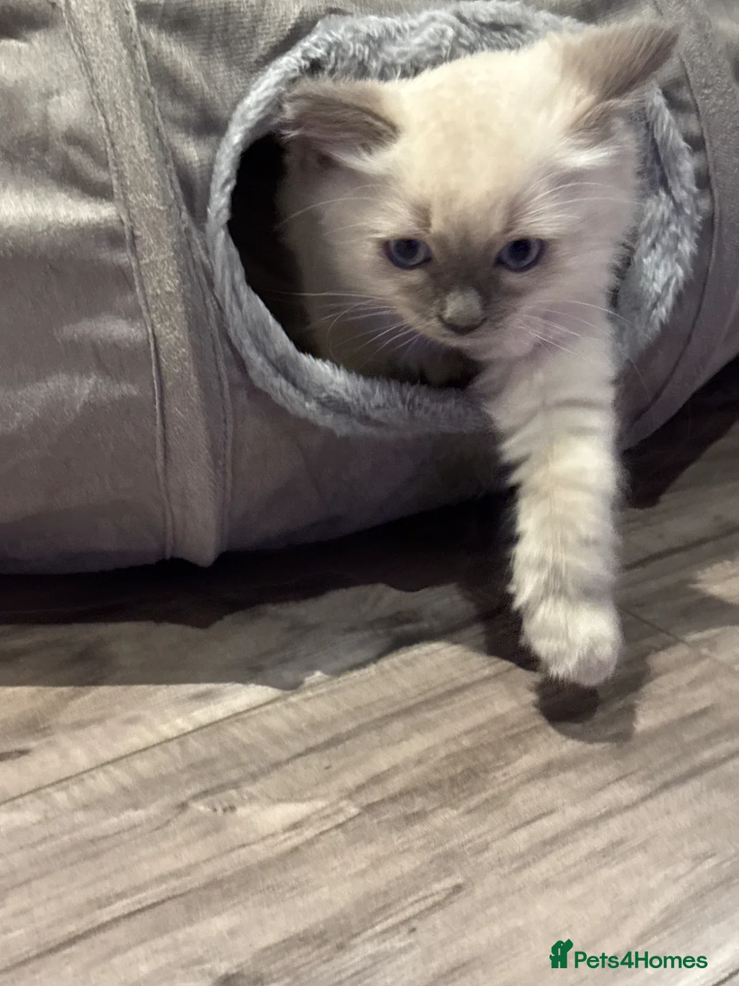 Ragdoll cats for sale: Rehoming pure ragdoll in Waltham Cross - Advert 2