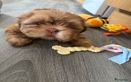Shih Tzu dogs for sale: Tiny Shih Tzu Girl - Image 4