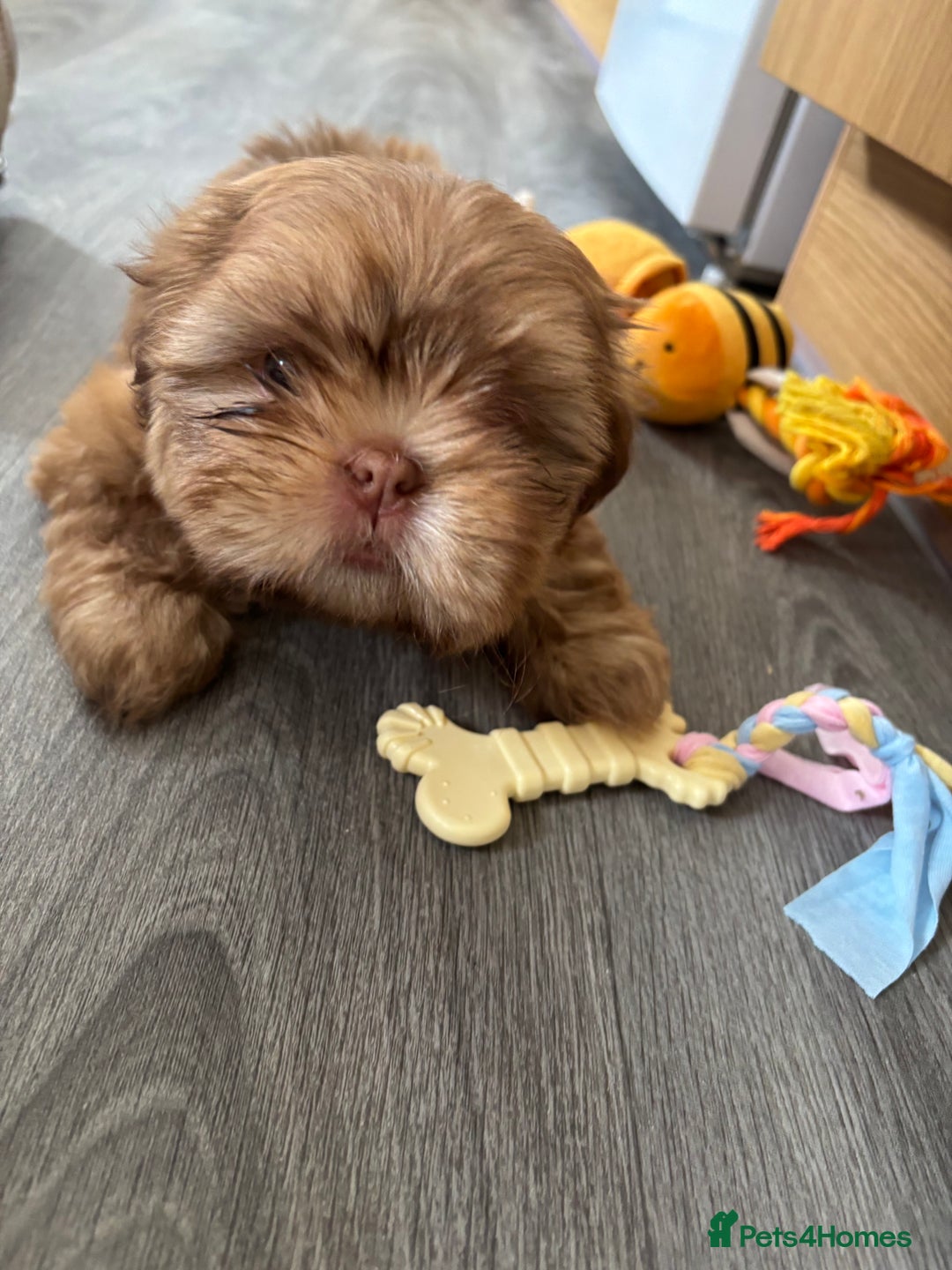 Shih Tzu dogs for sale: Tiny Shih Tzu Girl - Image 4