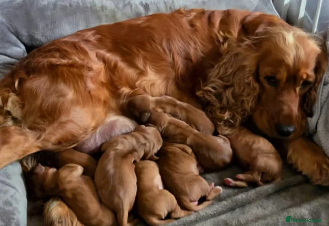 Cocker Spaniel dogs for sale: health tested showtype cocker spaniel puppies - Advert 9