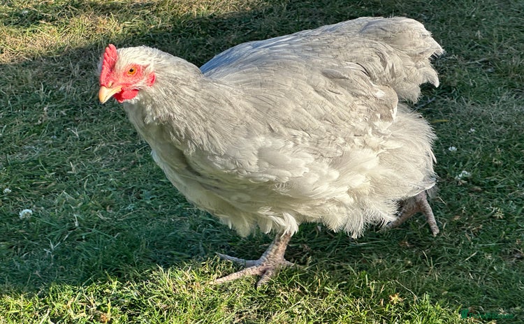 Chickens poultry - Advert 5