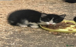 Mixed Breed cats for sale: KITTENS - Image 2