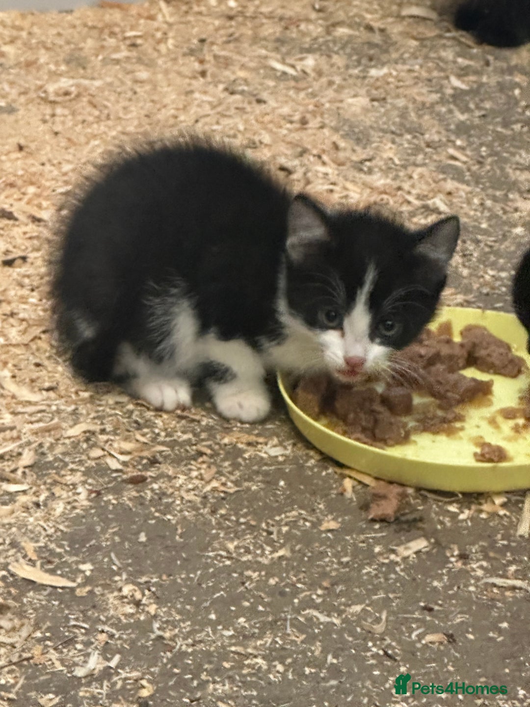 Mixed Breed cats for sale: KITTENS - Image 2