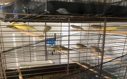 Canaries birds for sale: Young Canaries Nice Colours £30 each  - Image 1