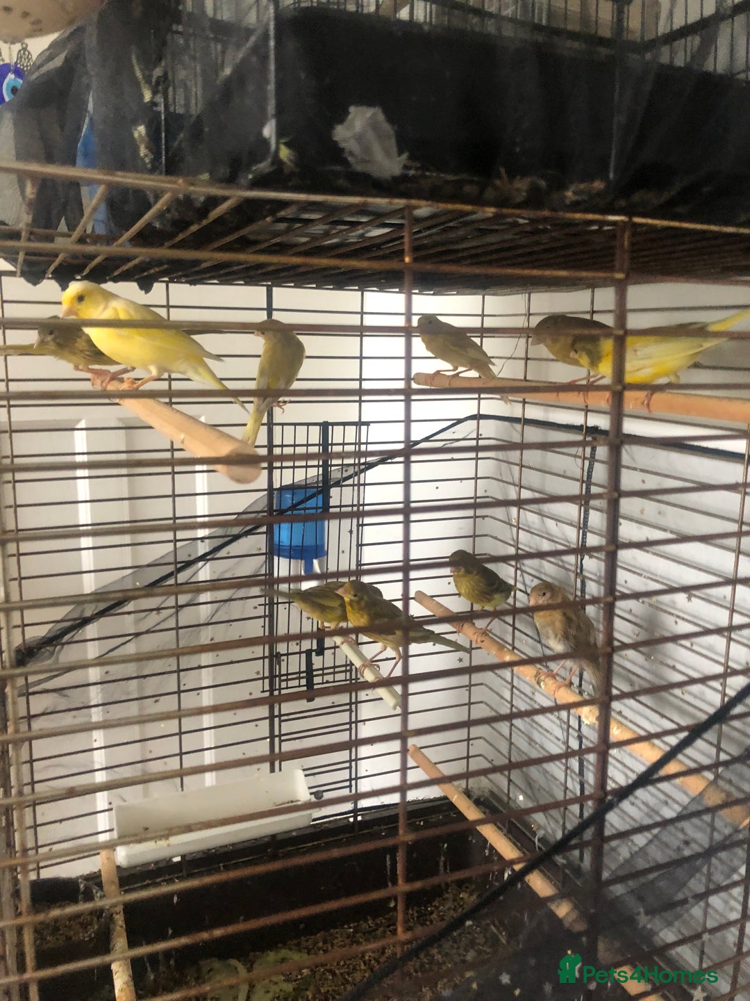 Canaries birds for sale: Young Canaries Nice Colours £30 each  - Image 1