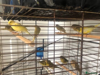 Canaries birds - Advert 4