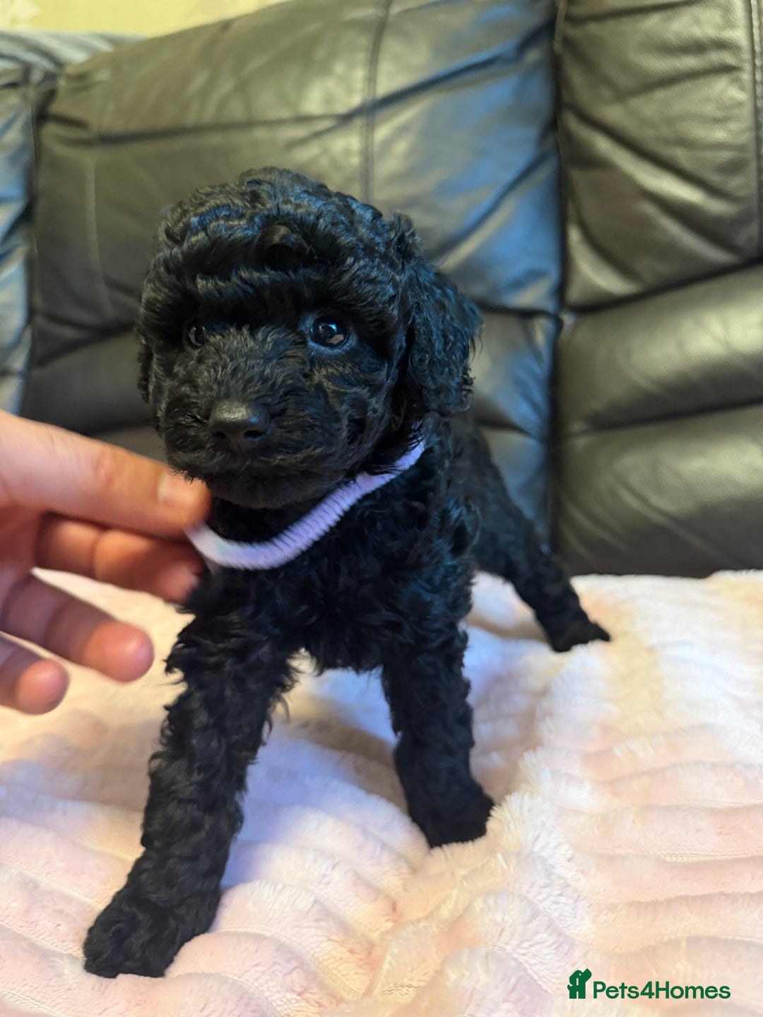 Toy Poodle dogs for sale: KC REG Purebred Stunning Toy Poodle Pups❤️  - Image 13