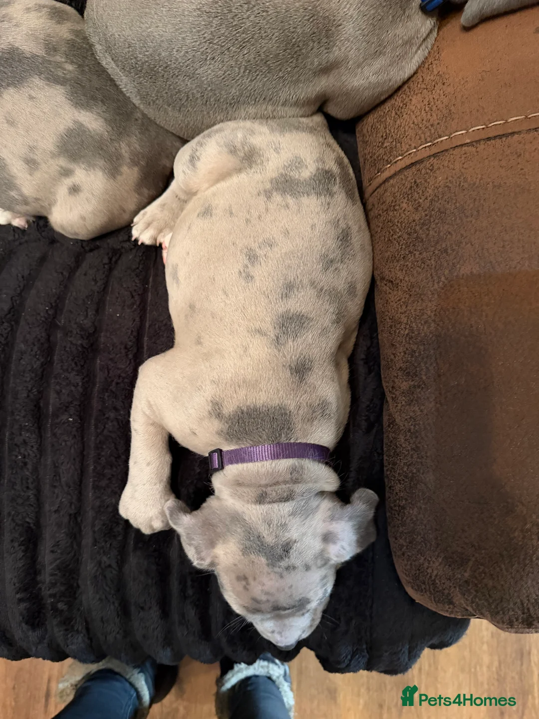Mixed Breed dogs for sale: American pocket bully - Advert 2