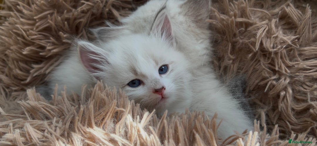 Siberian cats for sale: Siberians with wonderful personalities  - Image 12