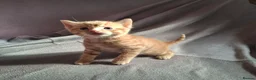 Domestic Shorthair cats for sale: Gorgeous ginger tabby and calico kittens - Advert 7