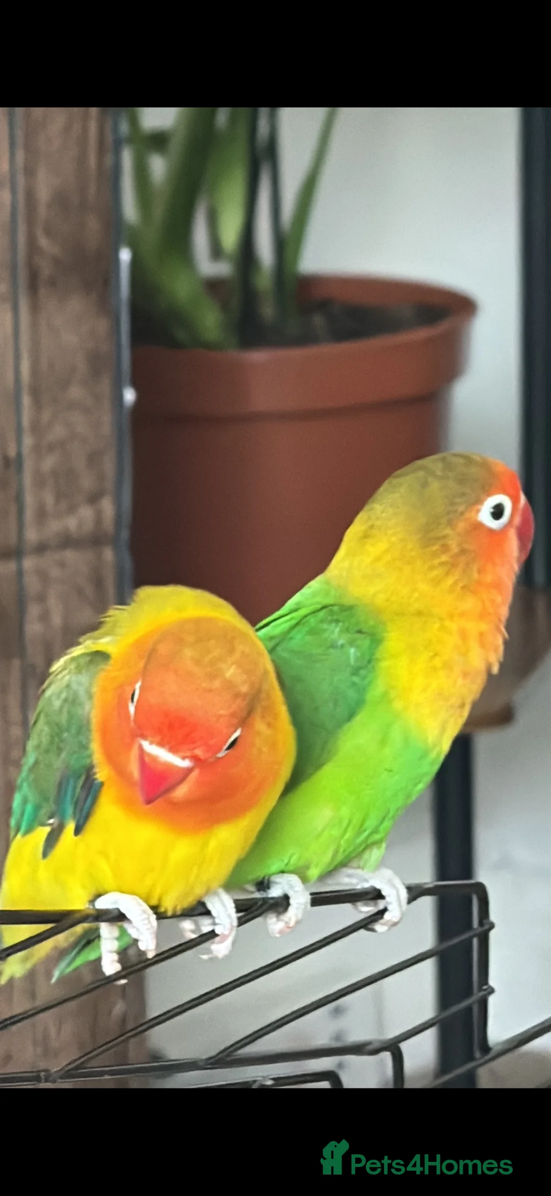 Lovebirds birds for sale: Carlslie/cumbria in Carlisle - Advert 3