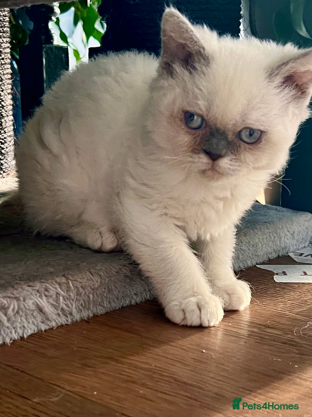 Selkirk Rex cats for sale: SELKIRK REX KITTENS  😻 - Advert 13