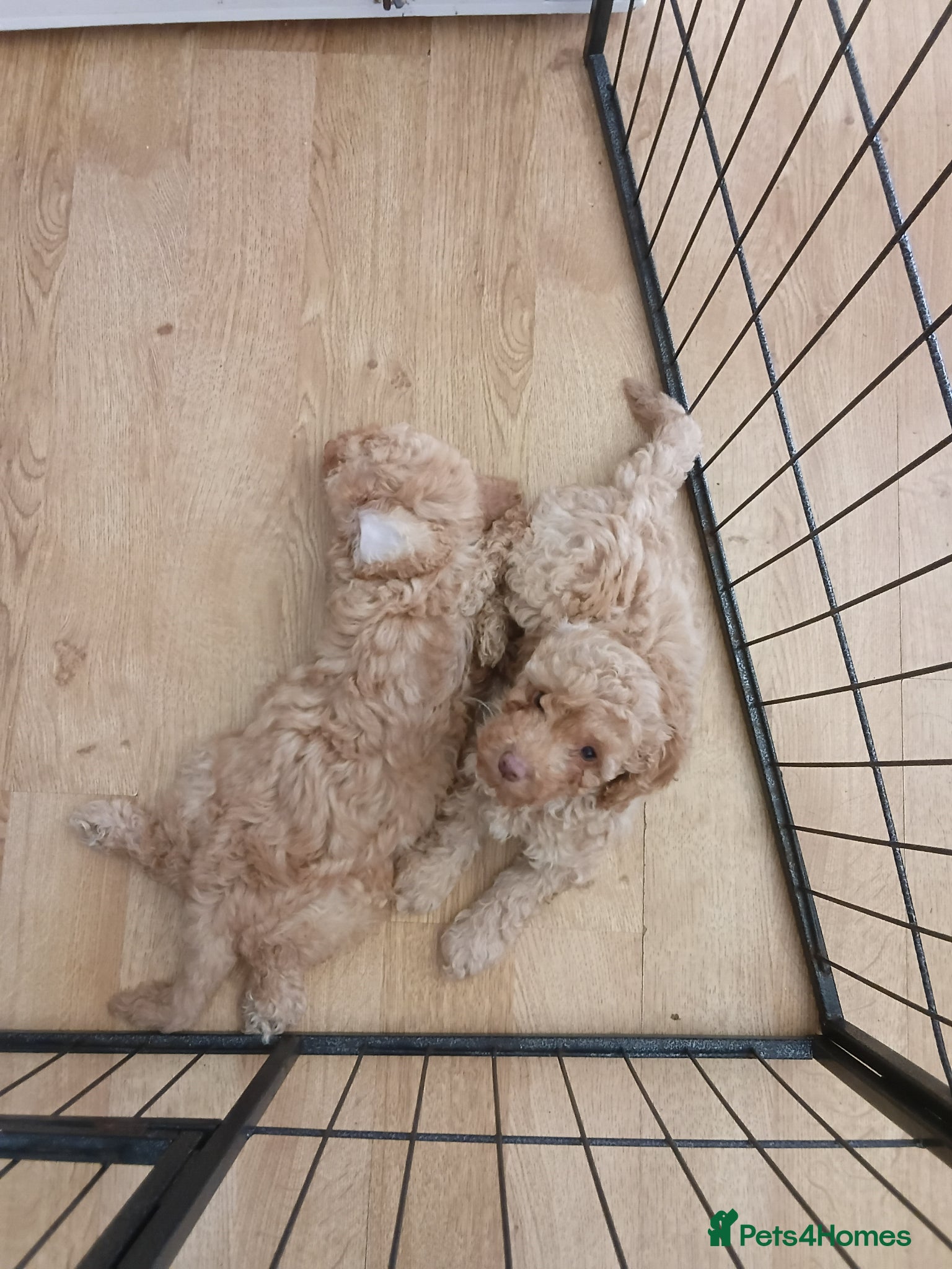 Cockapoo dogs Reduced 2 golden left ready now f1b cockapoo babys - Advert 2