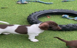 Dachshund dogs for sale: Min dachshund x teckel ( standered dachshund) - Image 5