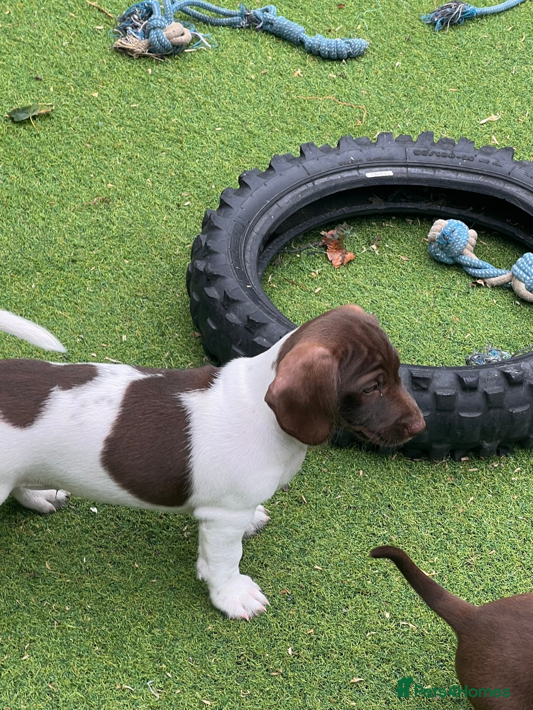 Dachshund dogs for sale: Min dachshund x teckel ( standered dachshund) - Image 5