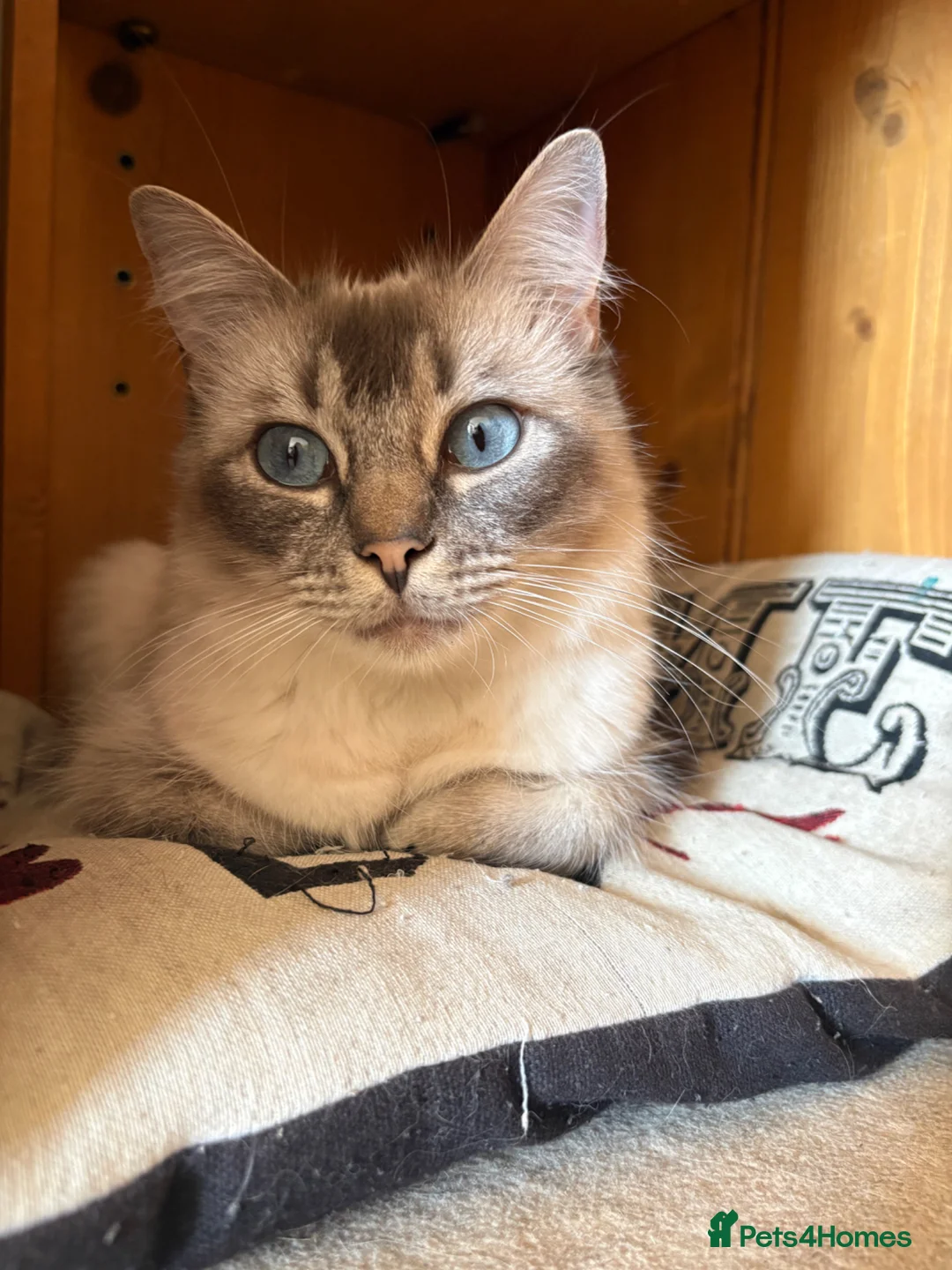 Ragdoll cats for sale: Cute and friendly fluffy Ragdoll kittens - Advert 2