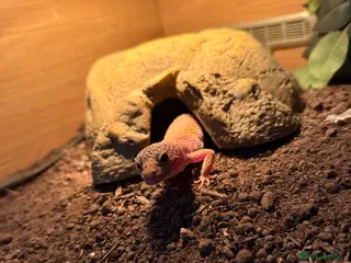 Leopard Gecko reptiles Leopard gecko and setup - Advert 1