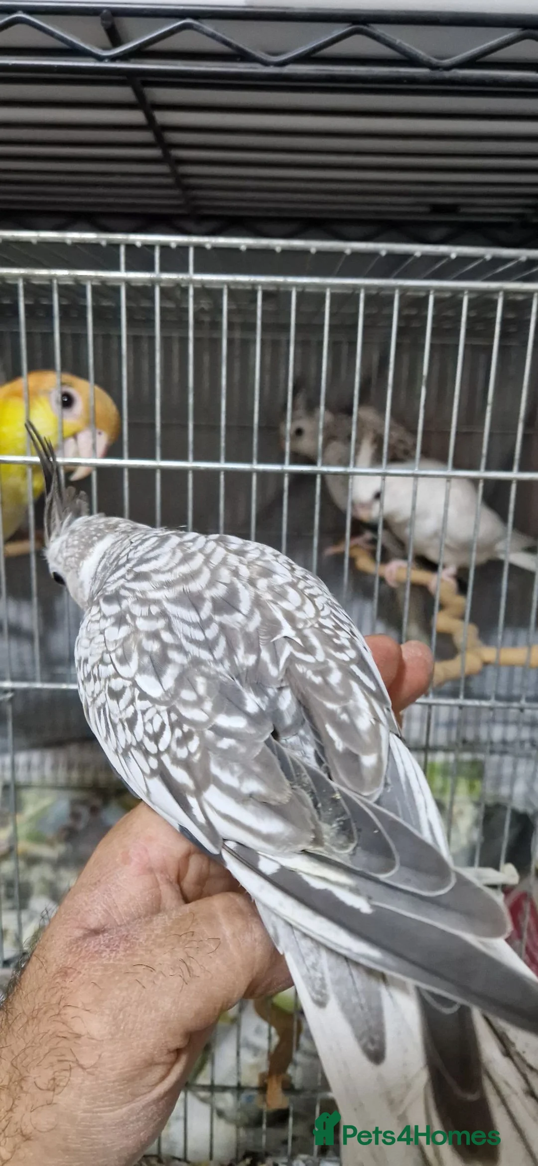 Cockatiels birds for sale: 11 weeks old hand reared cockatiels  - Advert 10