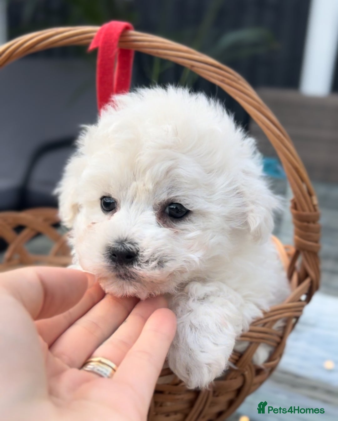 Bichon Frise dogs for sale: Beautiful Bichon Frise only 1 available  - Image 16