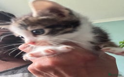 Mixed Breed cats for sale: 3 gorgeous Toms for sale - Image 11