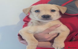 Labrador Retriever dogs for sale: KC Reg many Champion lines Drakeshead in pedigree  - Image 13