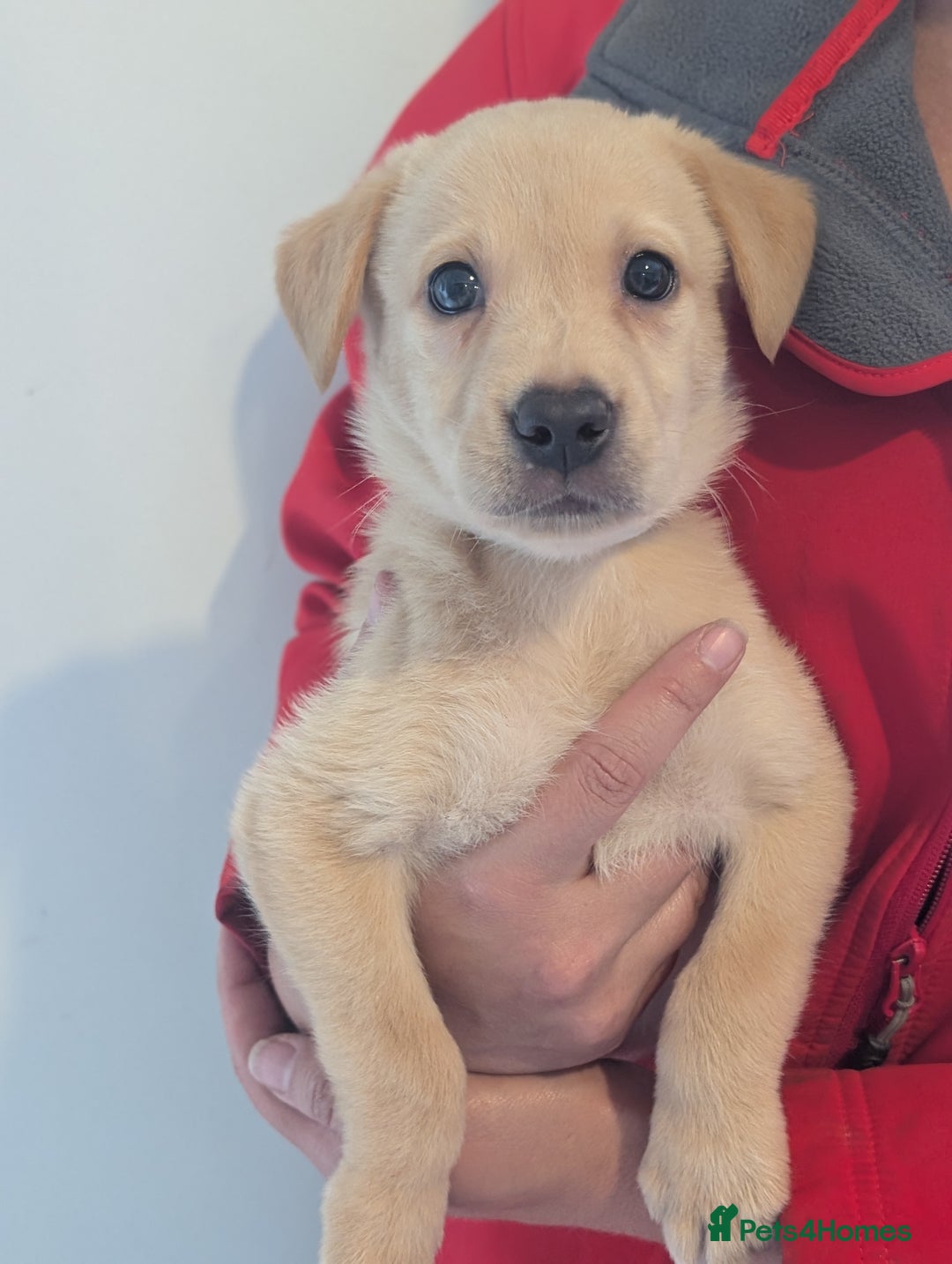 Labrador Retriever dogs for sale: KC Reg many Champion lines Drakeshead in pedigree  - Image 13