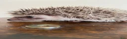 Pygmy Hedgehog rodents for sale: Ready now - Female Pygmy Hedgehog - Advert 15