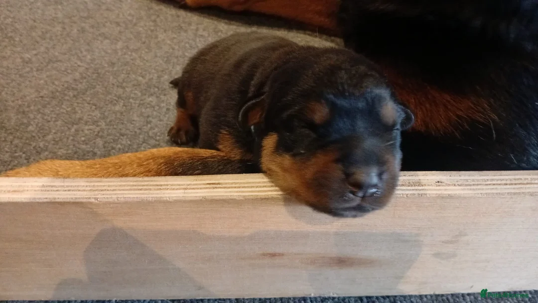 Rottweiler dogs for sale: Rottweiler puppy's  - Advert 1