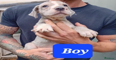 Mixed Breed dogs - Advert 11