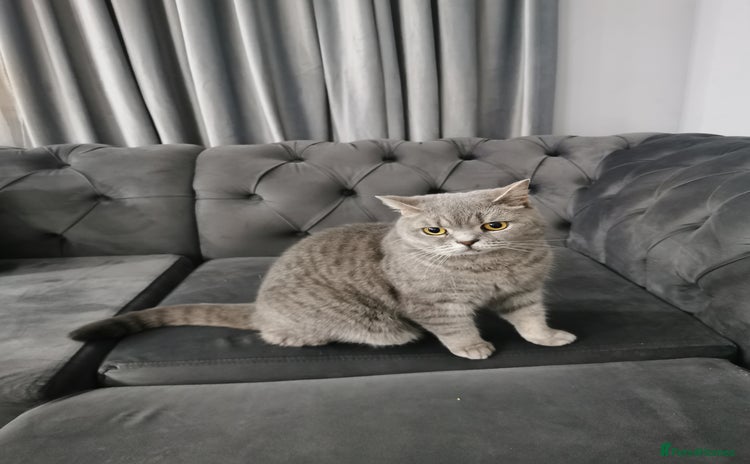 British Shorthair cats - Advert 13