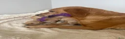Goldador dogs for sale: Gorgoeus Goldador’s Health tested  - Advert 10