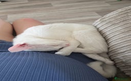 Mixed Breed cats for sale: 2 sister looking for new home  - Image 8