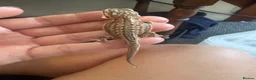Bearded Dragon reptiles for sale: Friendly baby dragons - Advert 3