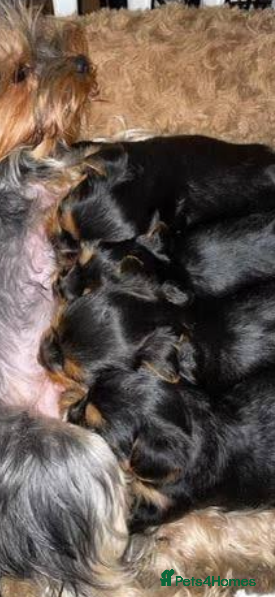 Yorkiepoo dogs for sale: 🐶Mini Yorkipoo puppies (toy size)🐶 - Advert 2