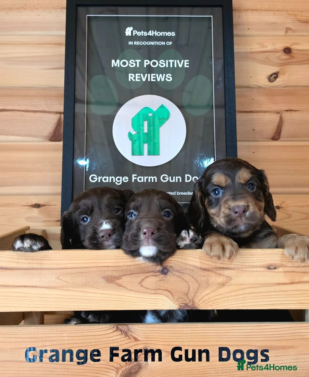 Cocker Spaniel dogs for sale: 7 BEAUTIFUL KC WORKING TYPE COCKER SPANIEL  - Advert 1